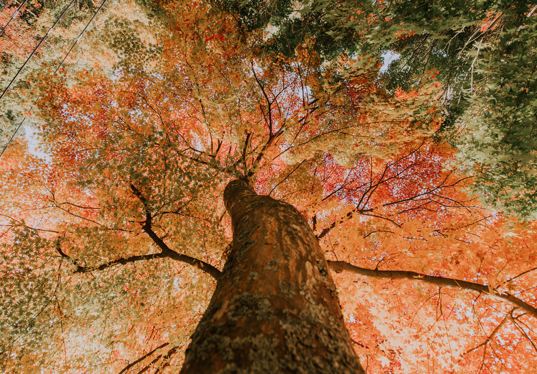 Upward view of a tree with vibrant autumn leaves in red, orange, and yellow hues.