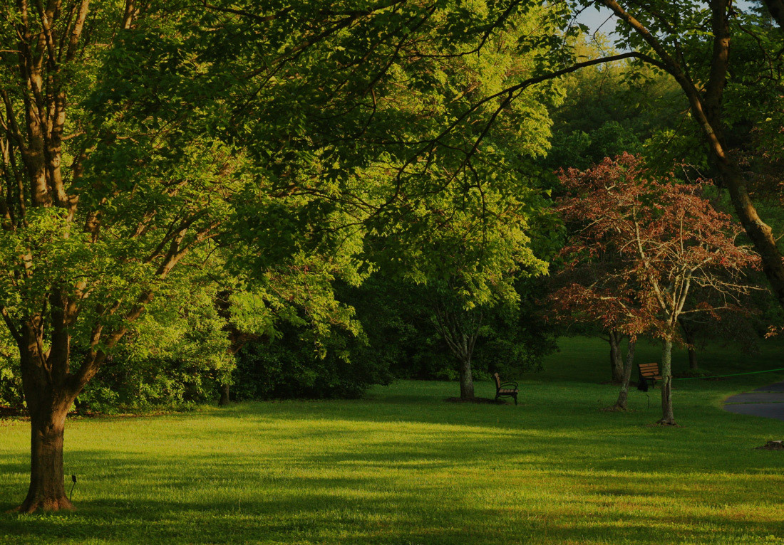 A tranquil park scene with lush greenery. Several trees with varying shades of green leaves, and one tree with reddish leaves. Sunlight filters through the foliage, casting dappled shadows on the grass. A wooden bench is partially hidden by the shade of a